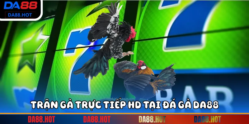 Trận gà trực tiếp HD tại Đá gà DA88